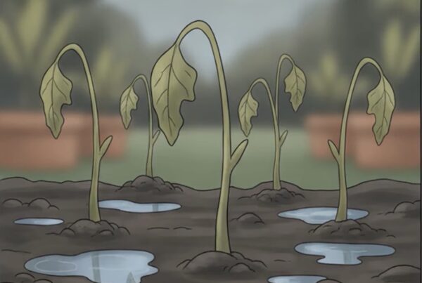 fixing poor soil drainage