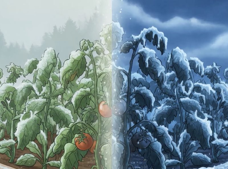 garden plant zone hardiness