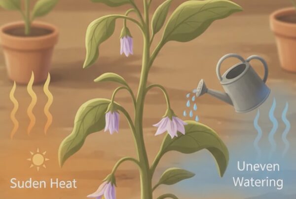 blossom drop heat