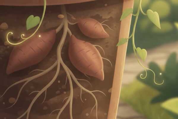 sweet potatoes in container