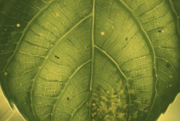 whiteflies and fungus gnats