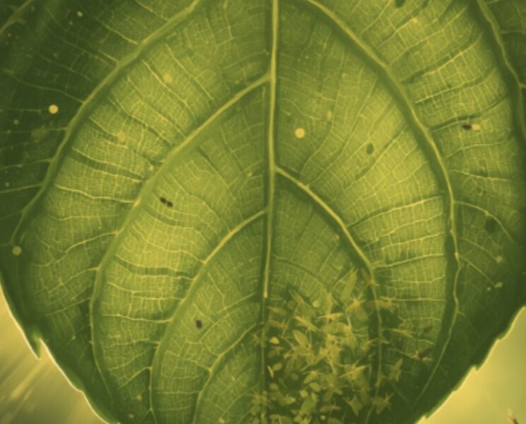 whiteflies and fungus gnats