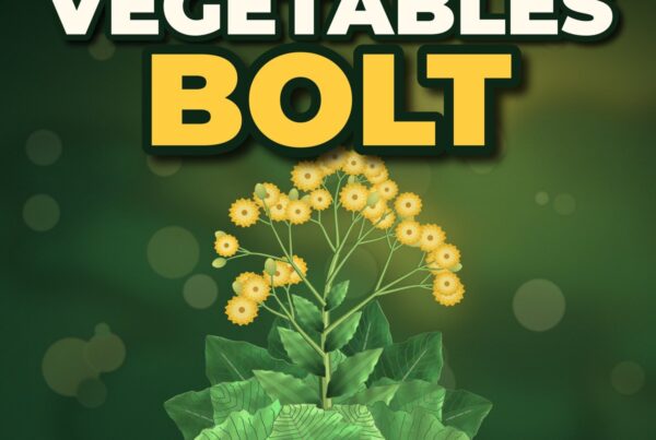 why vegetables bolt